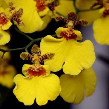 Онцидиум (34 фото): уход за орхидеей в домашних условиях, виды «свит шугар» и «желтый онцидиум», «твинкл ред фэнтези» и «попкорн харури»