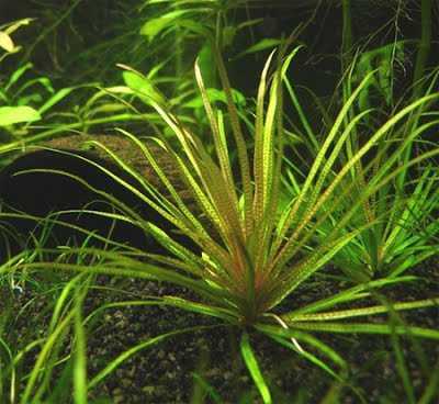 Бликса японская — растение для аквариума