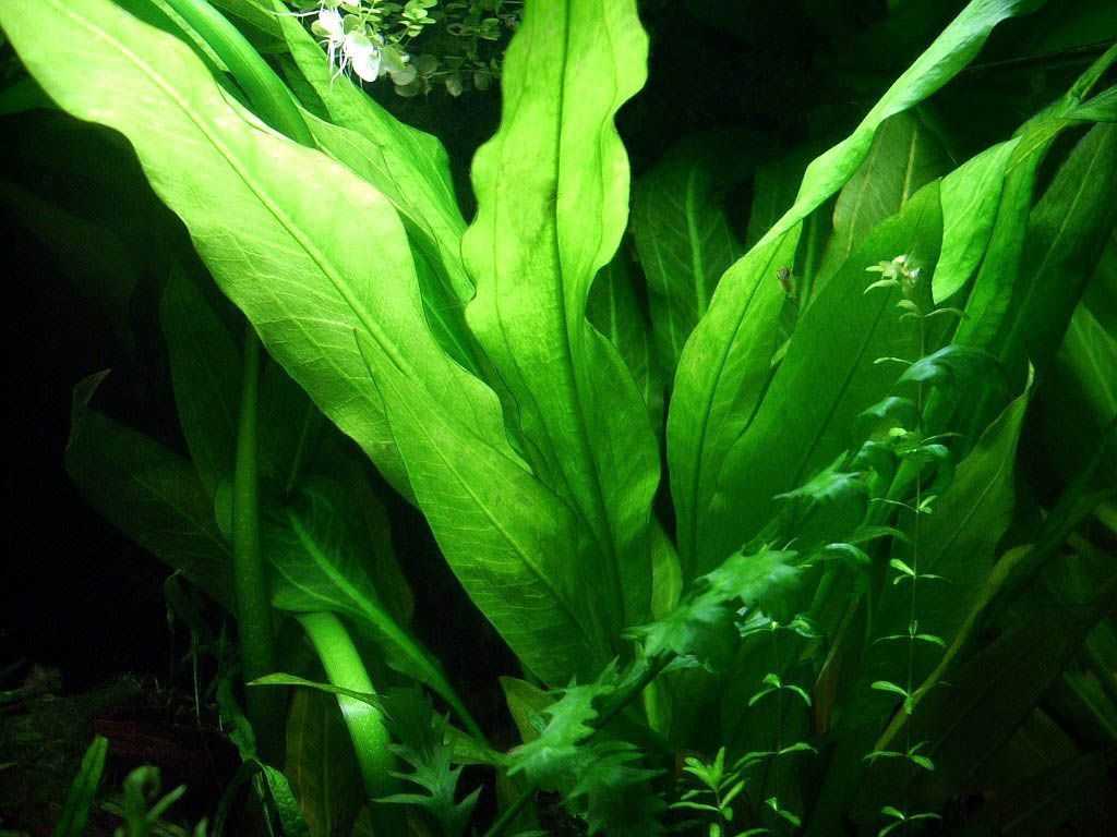 Аквариумное растение эхинодорус амазонский: особенности содержания и размножения