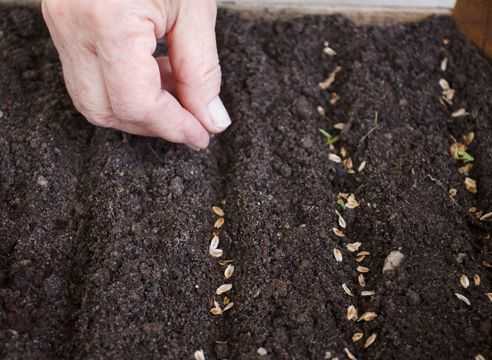 Выращивание туи из семени: правила посадки и ухода в домашних условиях