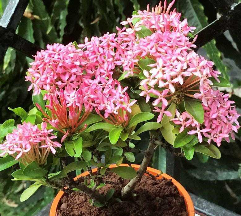 Цветы иксора — как выращивать куст иксоры | вода - источник красоты и молодости