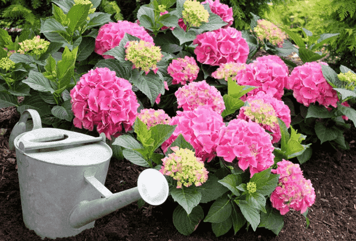 Вопрос, чем подкормить гортензию, очень важен при выращивании этого растения в саду или в домашних условиях От подкормок напрямую зависит количество цветов