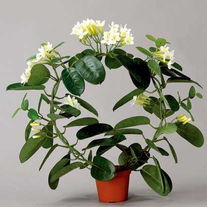 Белопероне – красивое и оригинальное комнатное растение Кустарник, имеющий необычные соцветия и длительный период цветения Уход в домашних условиях несложный,
