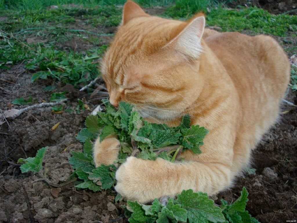 Растение котовник было названо так не случайно Дело в том, что оно оказывает необычное воздействие на кошек, которое приводит к наркотическому опьянению