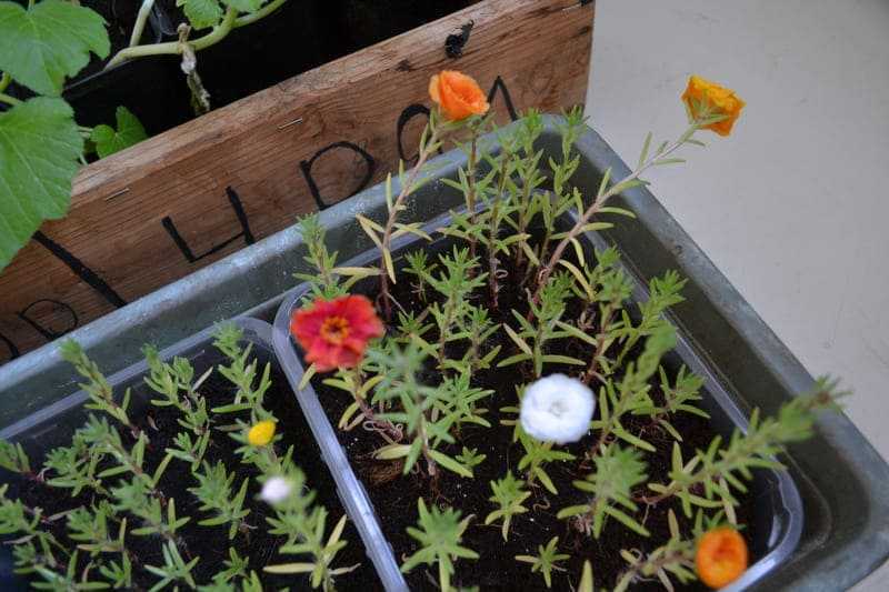Портулак - фото, выращивание из семян, уход за рассадой в домашних условиях, посадка в открытый грунт