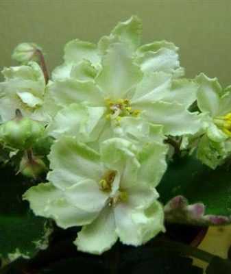 Сиреневые фиалки: фото цветов с белой бахромой или светлой каймой и других сортов