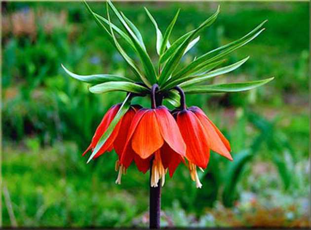Рябчик императорский, обыкновенный, королевский (цветок): посадка и уход в открытом грунте