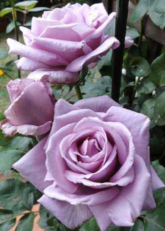 Описание повторноцветущего сорта розы гольдэльзе: особенности флорибунды, уход