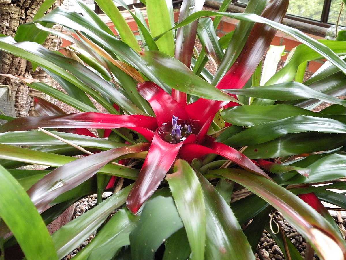 Род неорегелия (Neoregelia) включает в себя эпифитные и наземные растения, имеющие прямое отношение к семейству бромелиевые В природе они предпочитают расти во влажных тропических лесах