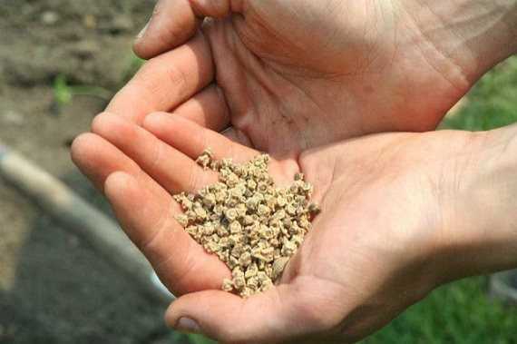 Особенности посадки свеклы семенами и правильный уход за ней в открытом грунте