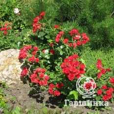 Роза Парад плетистая – наиболее популярный сорт для декорирования садовых участков Каковы особенности сорта Как сажать цветы и ухаживать за нежными розами