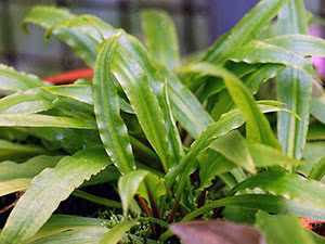 Каладиум - интересное комнатное растение с необычной листвой.