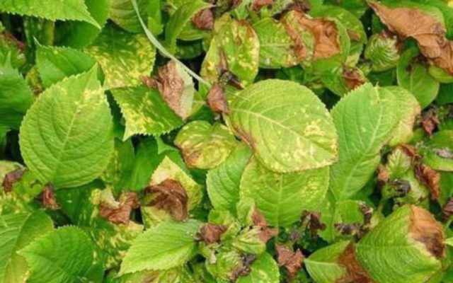 Почему сохнут кончики листьев у комнатных растений: что делать для устранения причин высыхания цветов