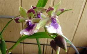 Как выглядит орхидея лудизия? смотрите фото!