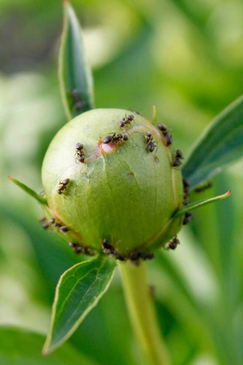 Как быстро вывести муравьев с пионов: самодельные ловушки, борная кислота и нашатырный спирт