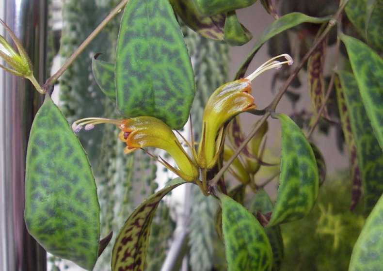 Эсхинантус уход в домашних условиях: фото растение, размножение черенками в воде или листом, отличия от колумнеи