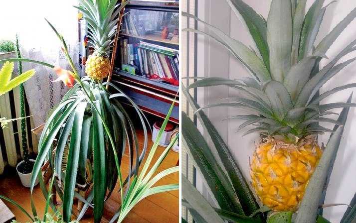 Пошаговая инструкция в картинках о том, как вырастить ананас из зеленой верхушки в домашних условиях Подготовка верхушки и посадка
