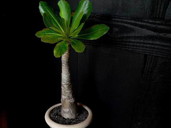 Такой суккулент, как бригамия (Brighamia) имеет прямое отношение к семейству колокольчиковых Данное растение еще именуют «гавайской пальмой», так как оно имеет внешние сходства с пальмой, а также его называют «капустой на ножке», «пальмой-вулкан»