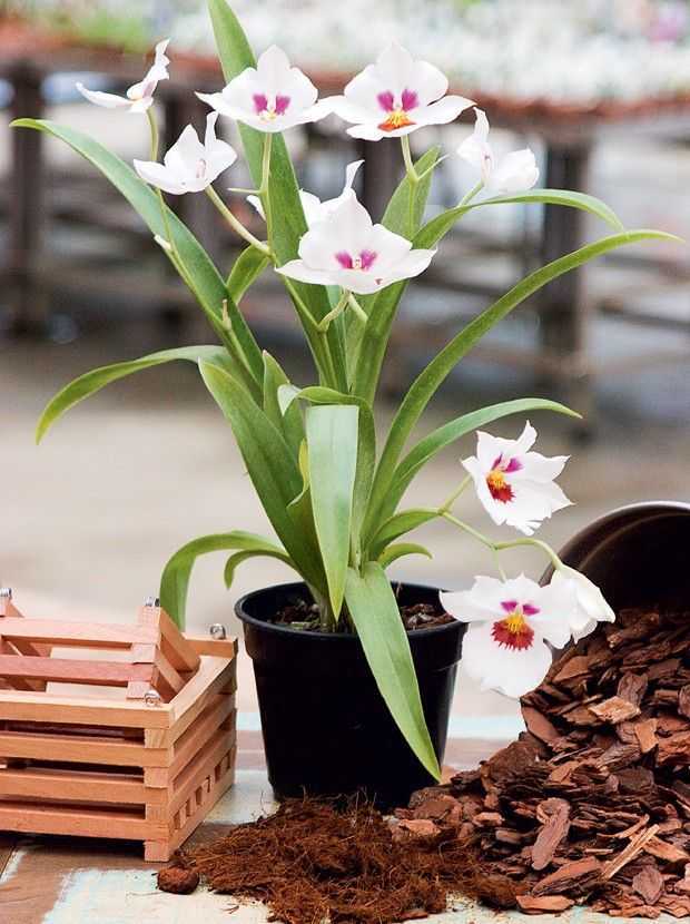 Орхидея мильтония: виды и уход в домашних условиях