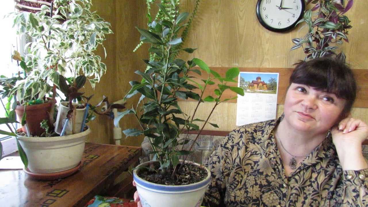Выращивание и правильный уход за лавровым листом в домашних условиях