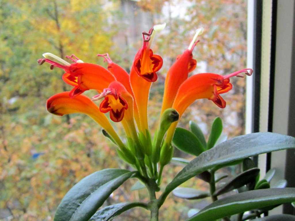 Уход в домашних условиях за красивым растением эсхинантус, фото и отличия от колумнеи