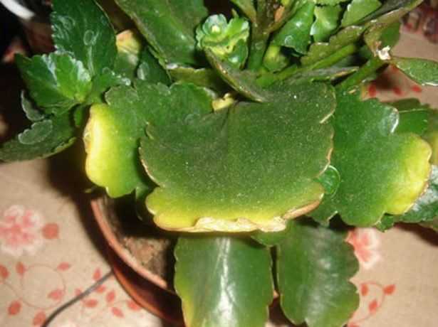 Размножение каланхоэ (16 фото): как размножить его листом и черенками в домашних условиях? как рассадить цветущий каланхоэ?