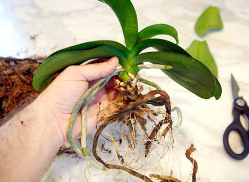 Если у орхидеи сгнили все корни — что делать?