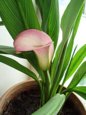 Декоративно-лиственное домашнее растение каладиум (Caladium) является частью семейства Ароидные В природных условиях это растение можно повстречать в тропических широтах Индии и Южной Америки