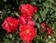 Правила выращивания канадской парковой розы мартин фробишер на садовом участке