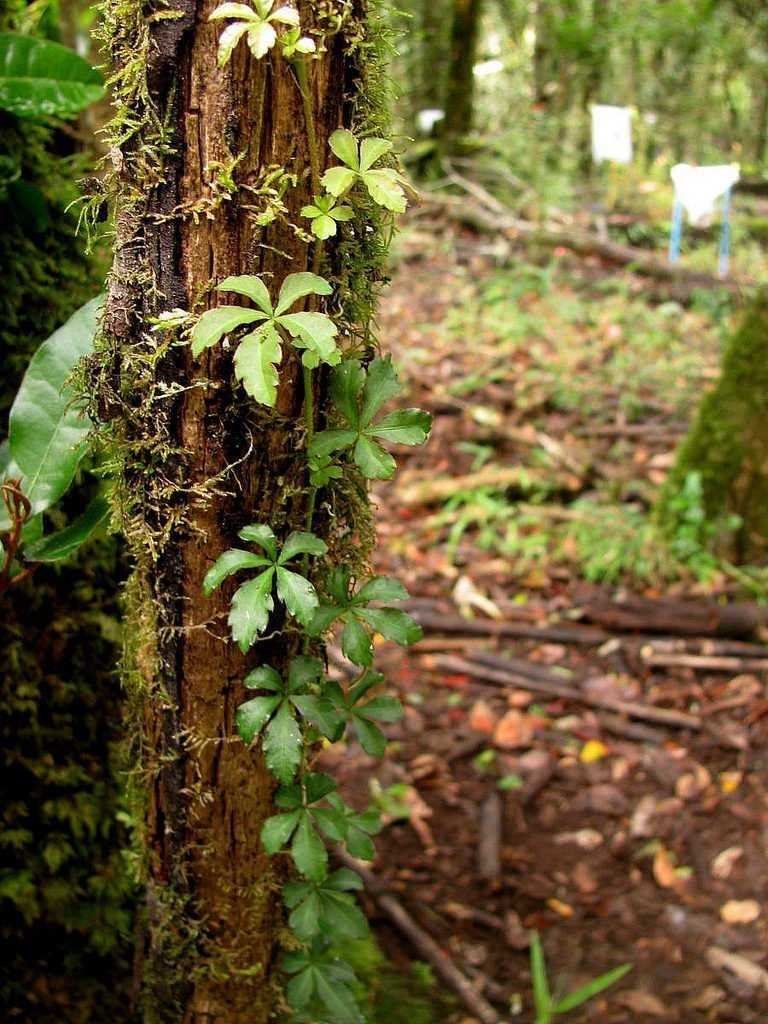 Циссус - вечнозеленая лиана родом из тропиков Растение неприхотливо, не нуждается в особом уходе, при этом хорошо растет Циссус является оптимальным вариантом