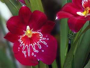 Орхидея мильтониопсис: уход, размножение, болезни и вредители. советы для начинающих цветоводов