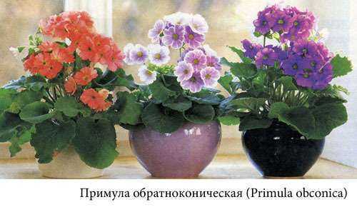 Примула комнатная (39 фото): уход за цветком в домашних условиях, посадка многолетнего растения дома в горшок, выращивание из семян