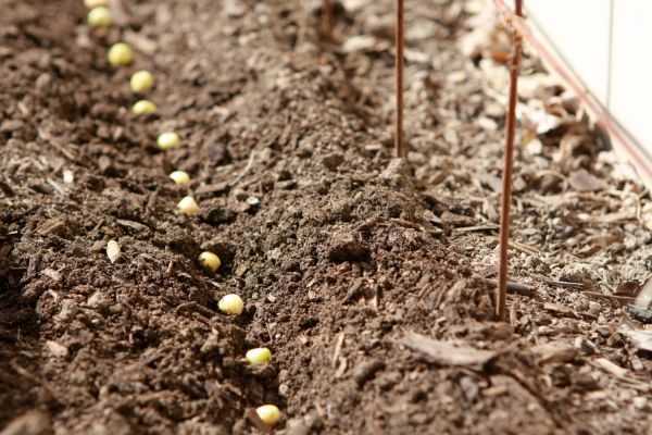 Как правильно сажать горох в открытый грунт семенами