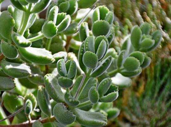 Котиледон — неприхотливое экзотическое растение: виды цветка с фото
