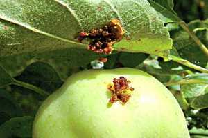 Болезни яблонь и груш: фото, описание и лечение