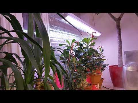 Как выращивать и ухаживать за комнатными растениями?
