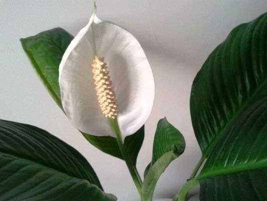 Почему не цветет спатифиллум в домашних условиях? как заставить спатифиллум цвести