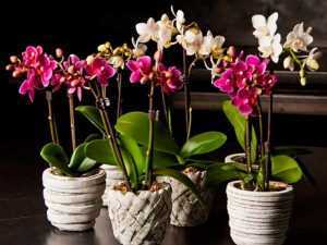 Болезни и вредители орхидей фаленопсис