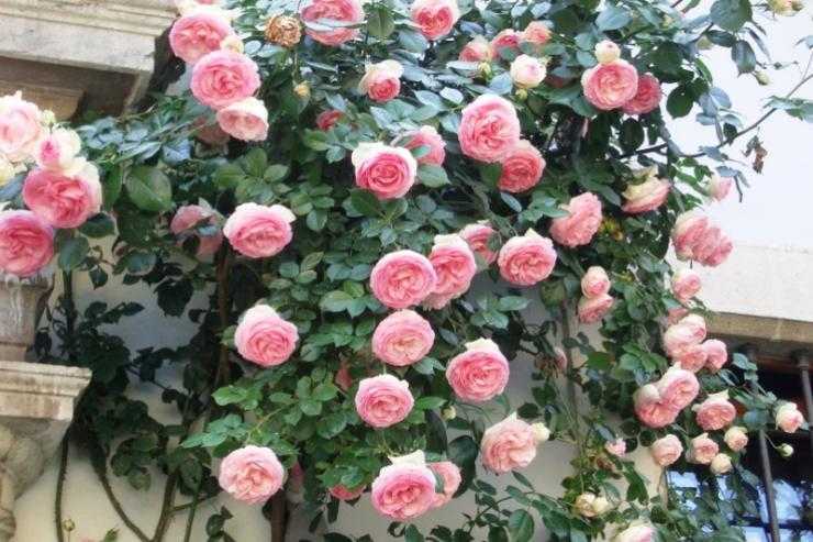 Как укрыть розы на зиму: подготовка роз к морозам