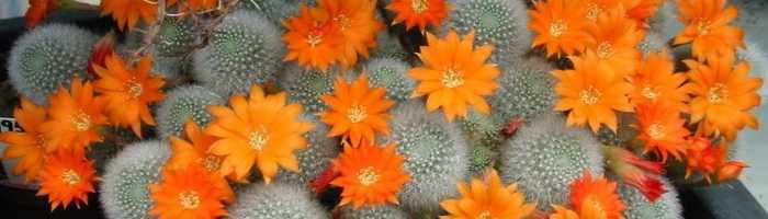 Цветущие кактусы: топ-20 кактусов, цветение которых нужно увидеть | огородники