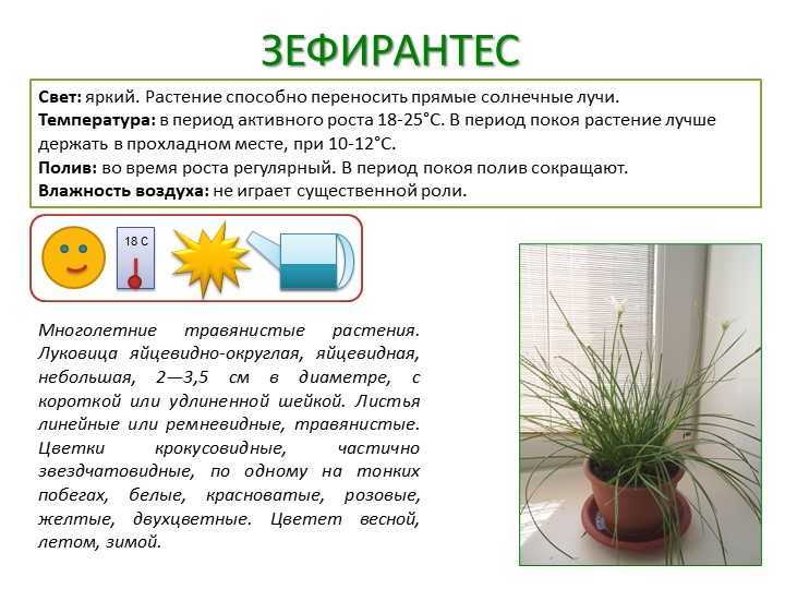 Кактус апорокактус (aporocactus): особенности выращивания цветка