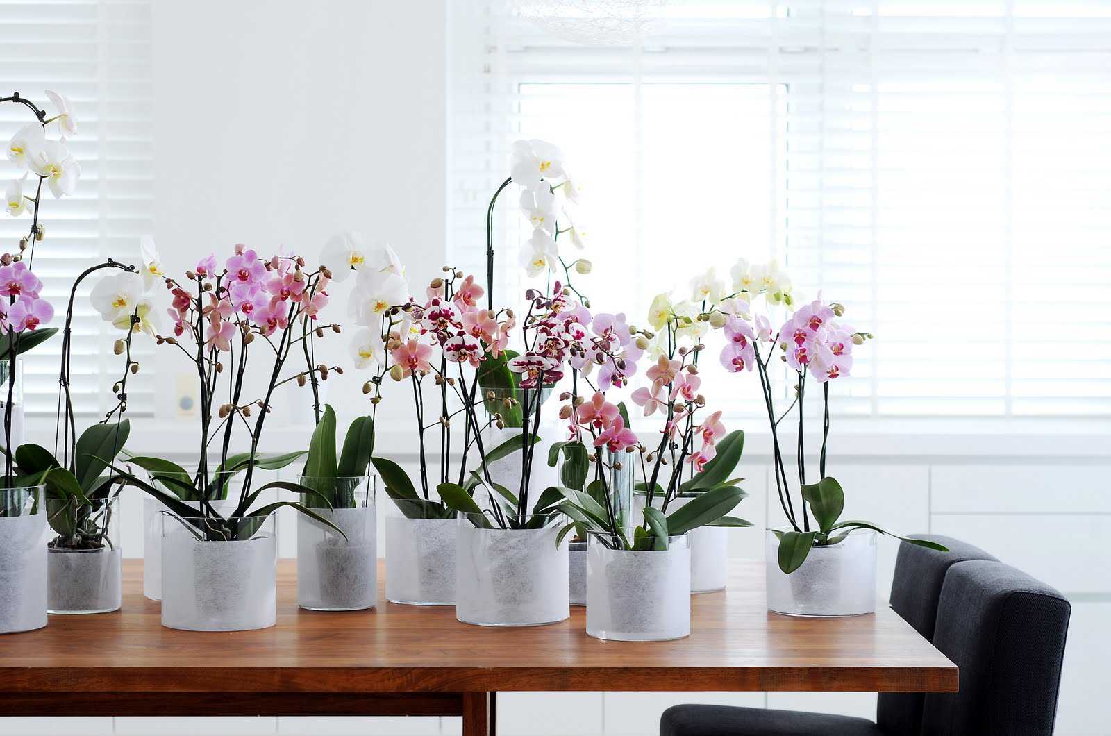 Как пересадить орхидею: пошаговая инструкция