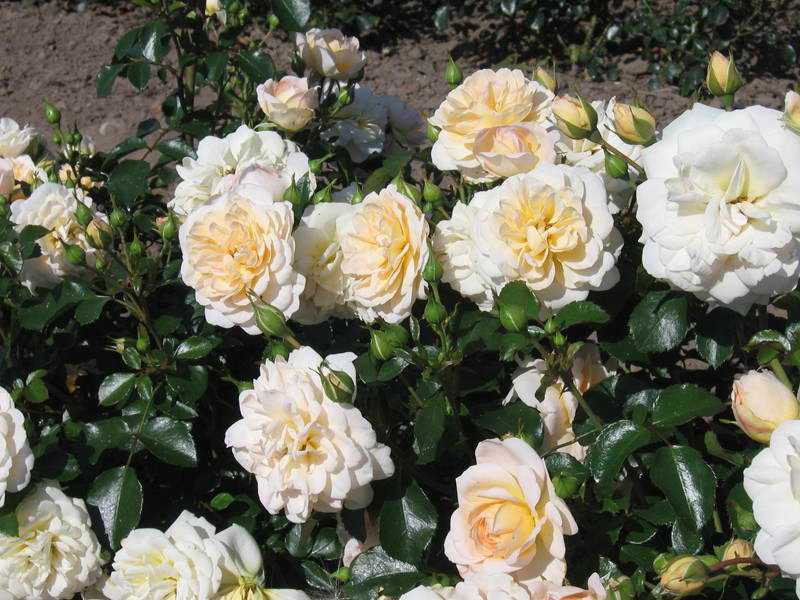 Описание и правила выращивания розы флорибунды сорта самба