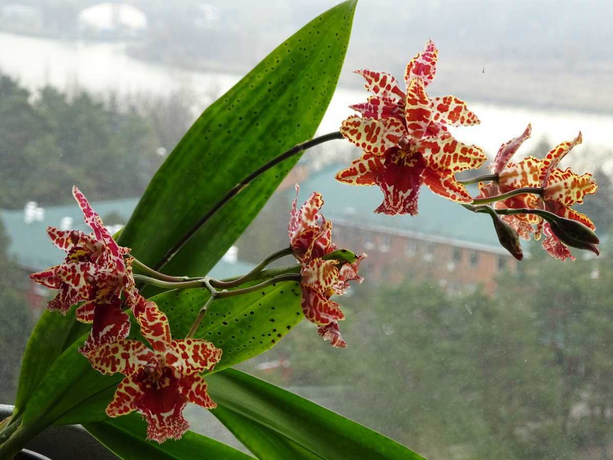 Особенности ухода за орхидеей камбрией