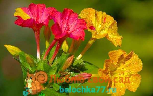 Мирабилис (mirabilis) – многолетний цветок «ночная красавица»