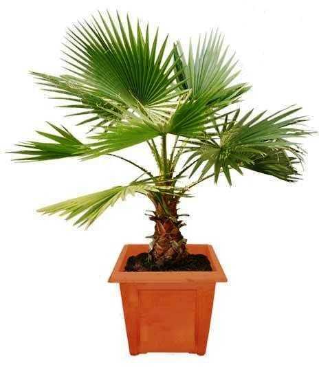 Гиофорба (бутылочная пальма): уход в домашних условиях, виды с фото