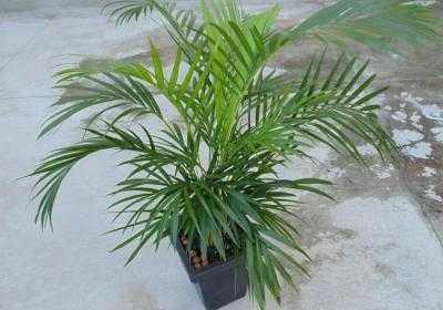 Пальма арека: тропическая экзотика, украшающая интерьер