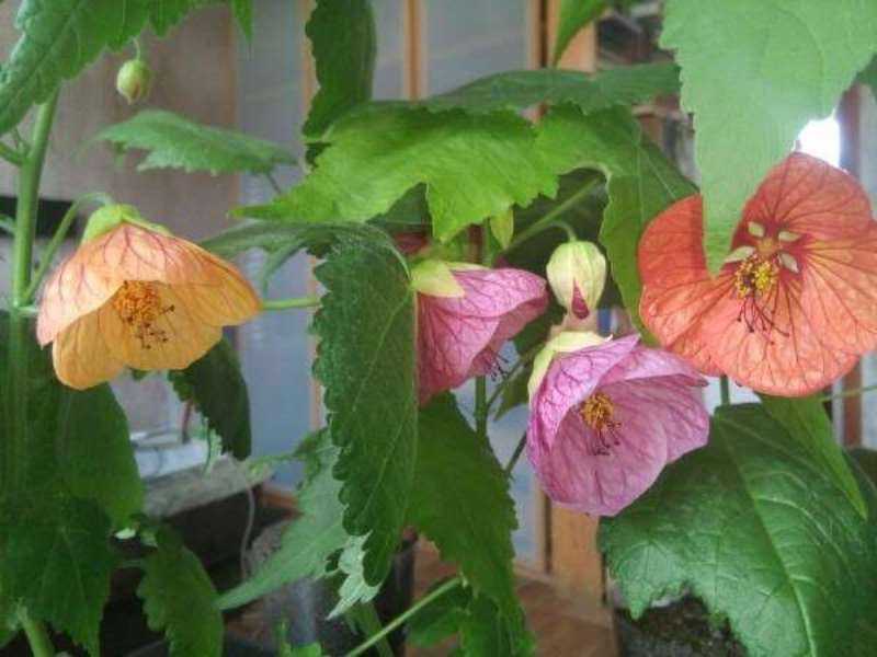 Как вырастить цветок абутилон из семян в домашних условиях