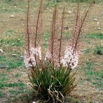 Эремурус: выращивание из семян, фото, посадка и уход в открытом грунте