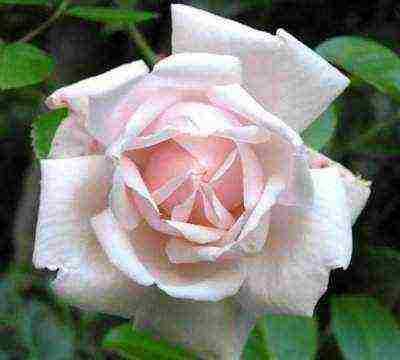 Особенности английской сортовой розы шарлотта: посадка и уход за гибридом